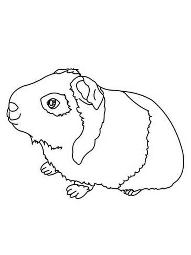 Happy Guinea Pig 2 coloring page