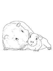 Guinea Pig with cub coloring page