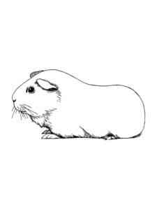 Simple Guinea Pig 2 coloring page