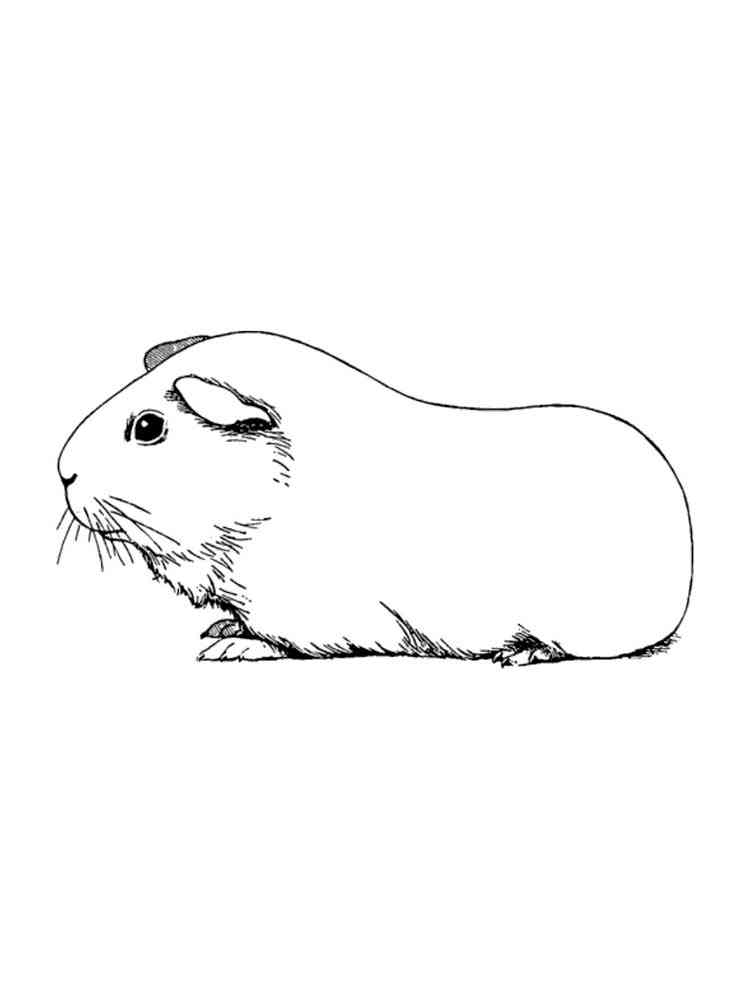 Simple Guinea Pig 2 coloring page