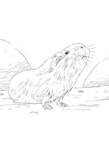 Curious Guinea Pig coloring page
