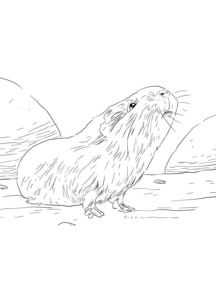 Curious Guinea Pig coloring page