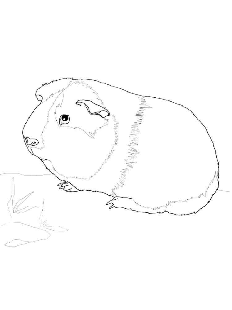 Easy Guinea Pig coloring page