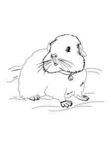 Common Guinea Pig coloring page