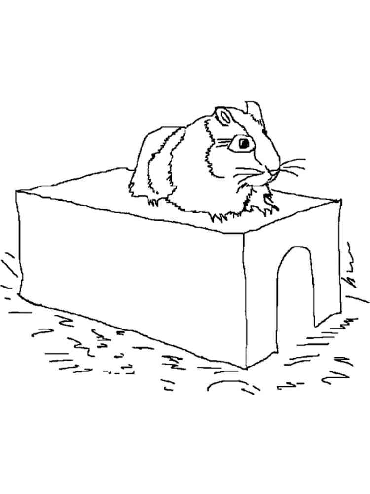 Guinea Pig lies on the house coloring page