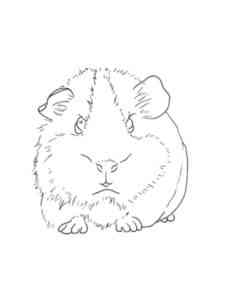Realistic Guinea Pig coloring page