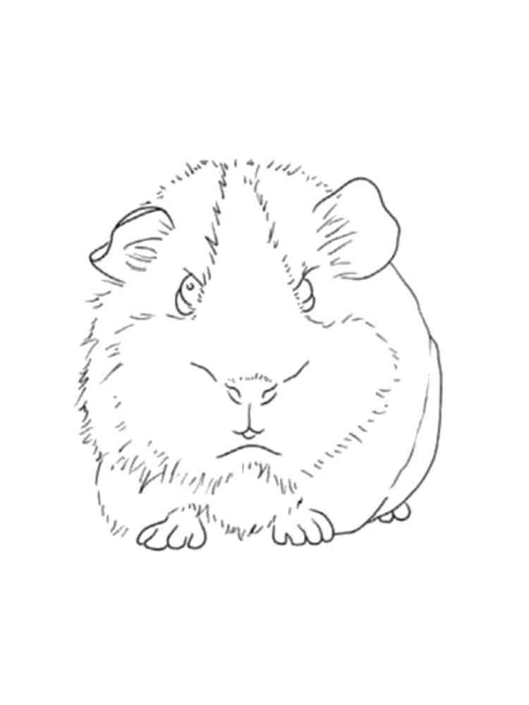 Realistic Guinea Pig coloring page