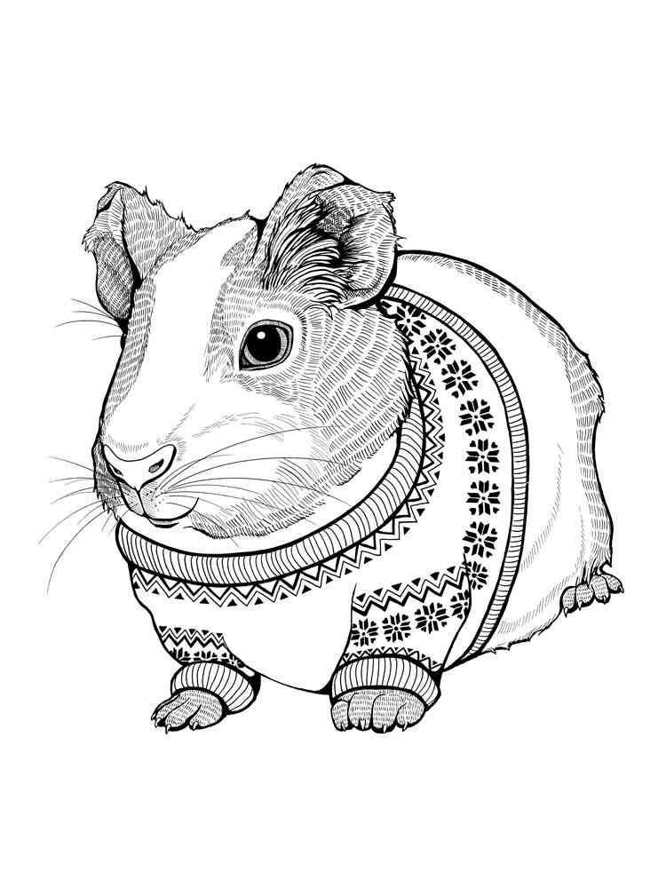 Guinea Pig in sweater coloring page