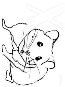 Simple Realistic Hamster coloring page
