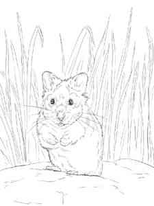 Realistic Hamster coloring page
