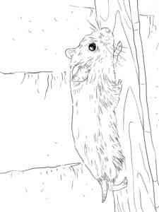 Roborovski Dwarf Hamster coloring page