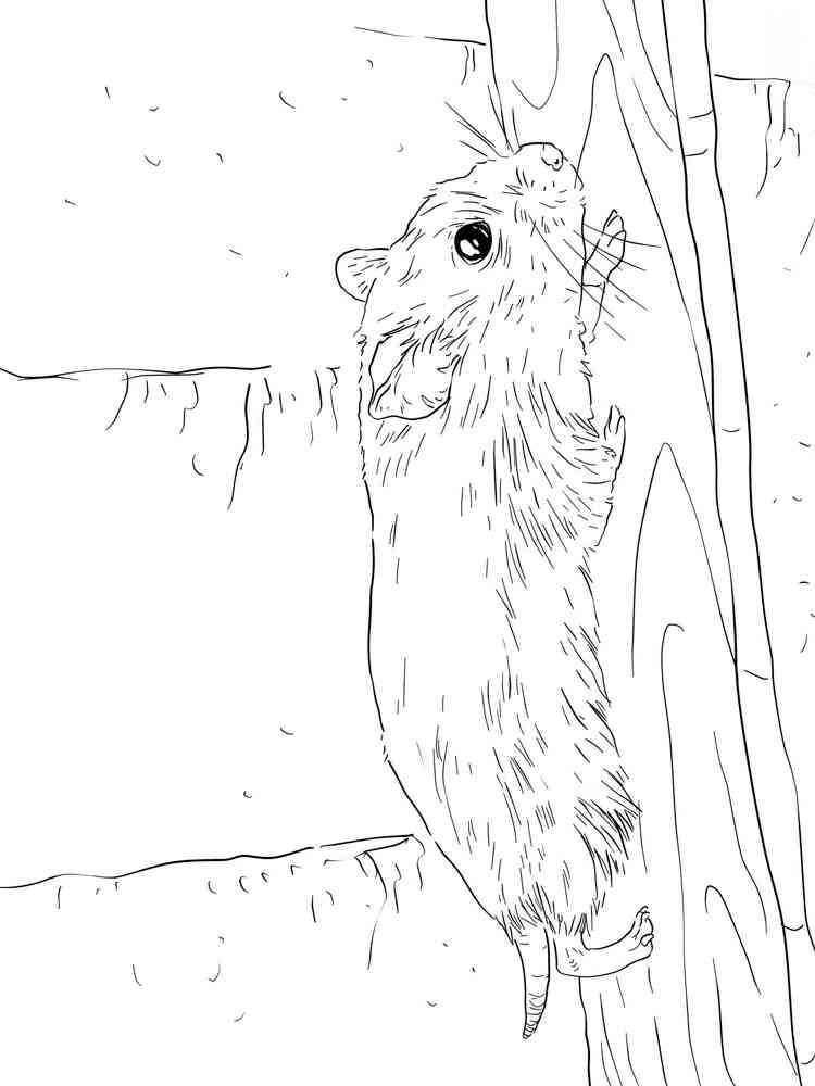 Roborovski Dwarf Hamster coloring page