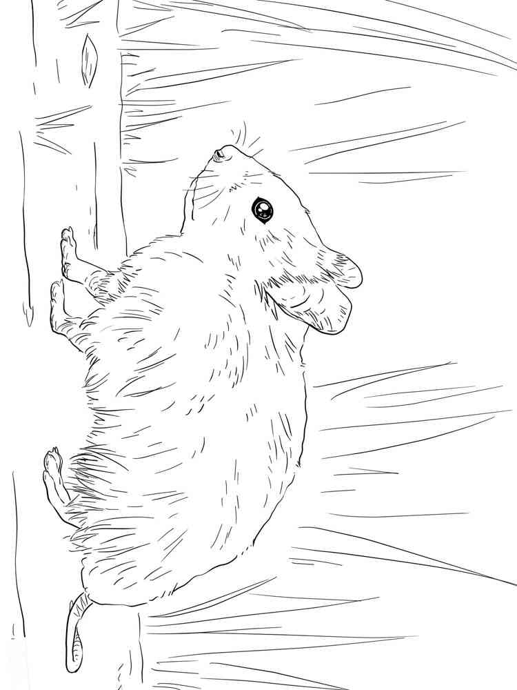 Syrian Hamster coloring page