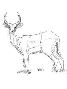 Hartebeest Antelope coloring page