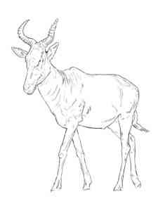 Realistic Hartebeest coloring page