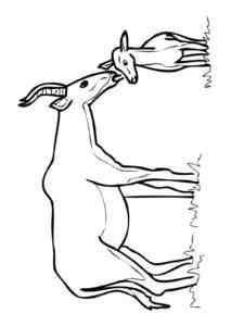 Hartebeest with cub coloring page