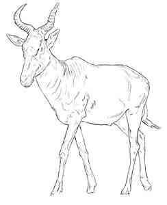 Hartebeest coloring pages