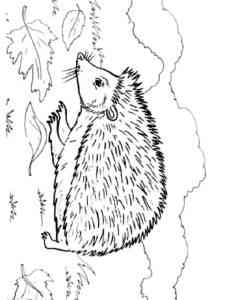 Realistic Hedgehog coloring page