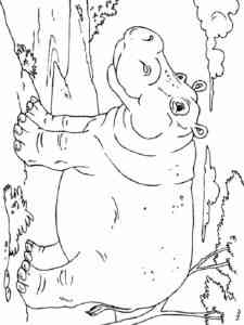 Realistic Hippo coloring page