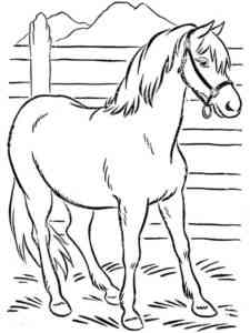 Young Horse coloring page