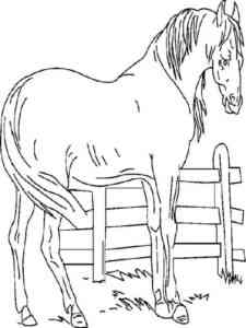 Grey Arabian Horse coloring page