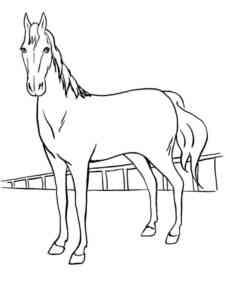 Shagya Arabian Horse coloring page