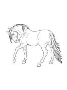 Holsteiner Horse coloring page