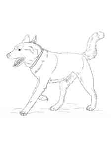 Running Husky coloring page