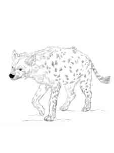 Striped Hyena coloring page