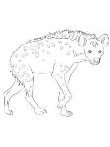 Spotted Hyena coloring page