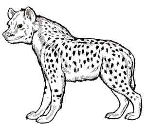 Hyena coloring pages