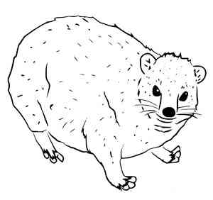 Hyrax coloring pages