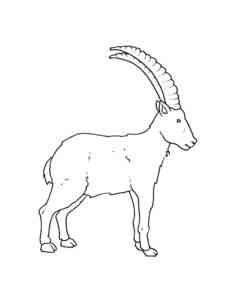 Simple Ibex coloring page