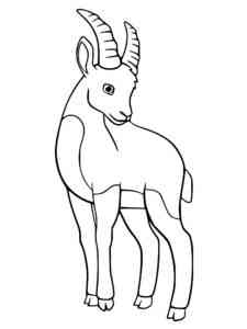 Little Ibex coloring page