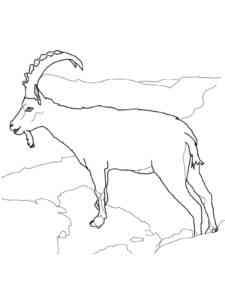Realistic Ibex coloring page