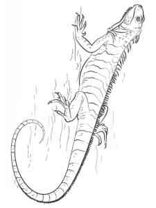 Realistic Iguana coloring page