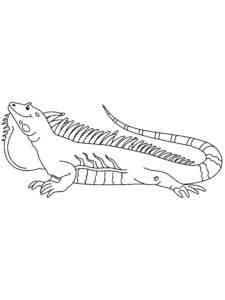 Simple Iguana coloring page