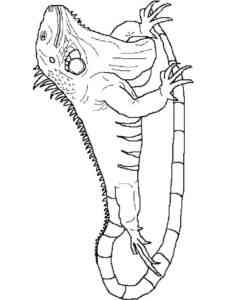 Marine Iguana coloring page