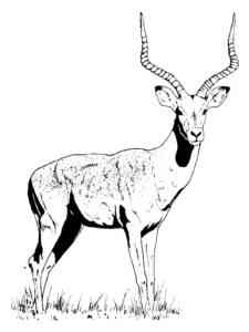African Antelope Impala coloring page