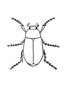 Beetle Insect coloring page