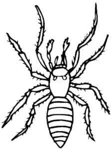 Spider Insect coloring page
