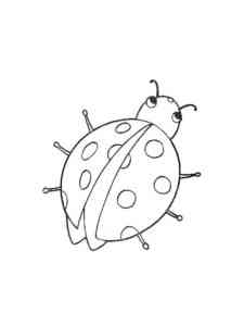 Ladybug Insect coloring page