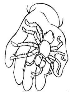 Spider in the palm of your hand coloring page