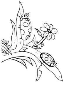 Two Ladybugs coloring page