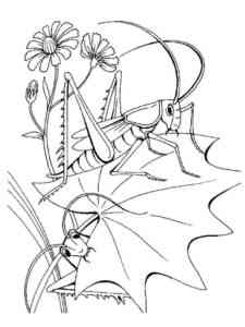 Two Grasshoppers coloring page