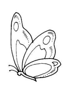 Butterfly Insect coloring page