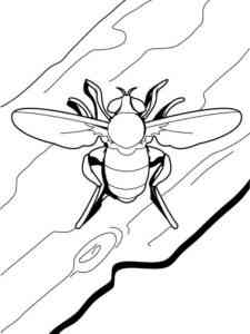 Cicada coloring page