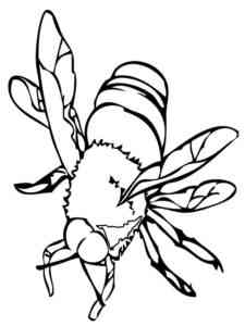 Realistic Bee Insect coloring page