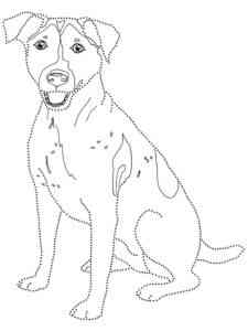 Jack Russell Terrier dot to dot coloring page