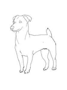 Dog Jack Russell Terrier coloring page